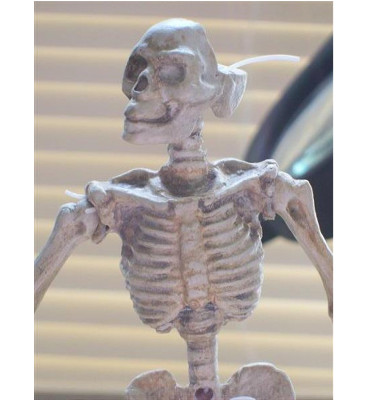 Ball-jointed skeleton (8 in)